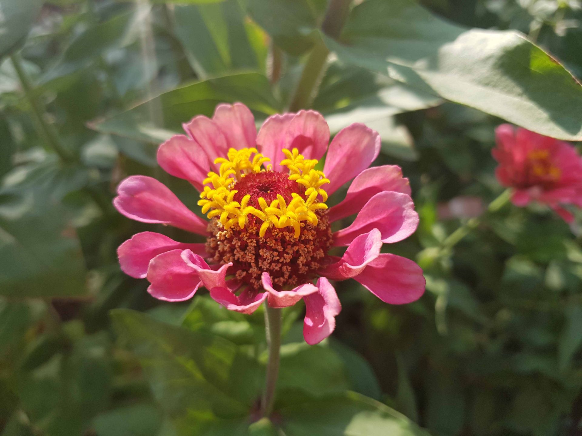 نمونه تصاویر گلکسی نوت 7