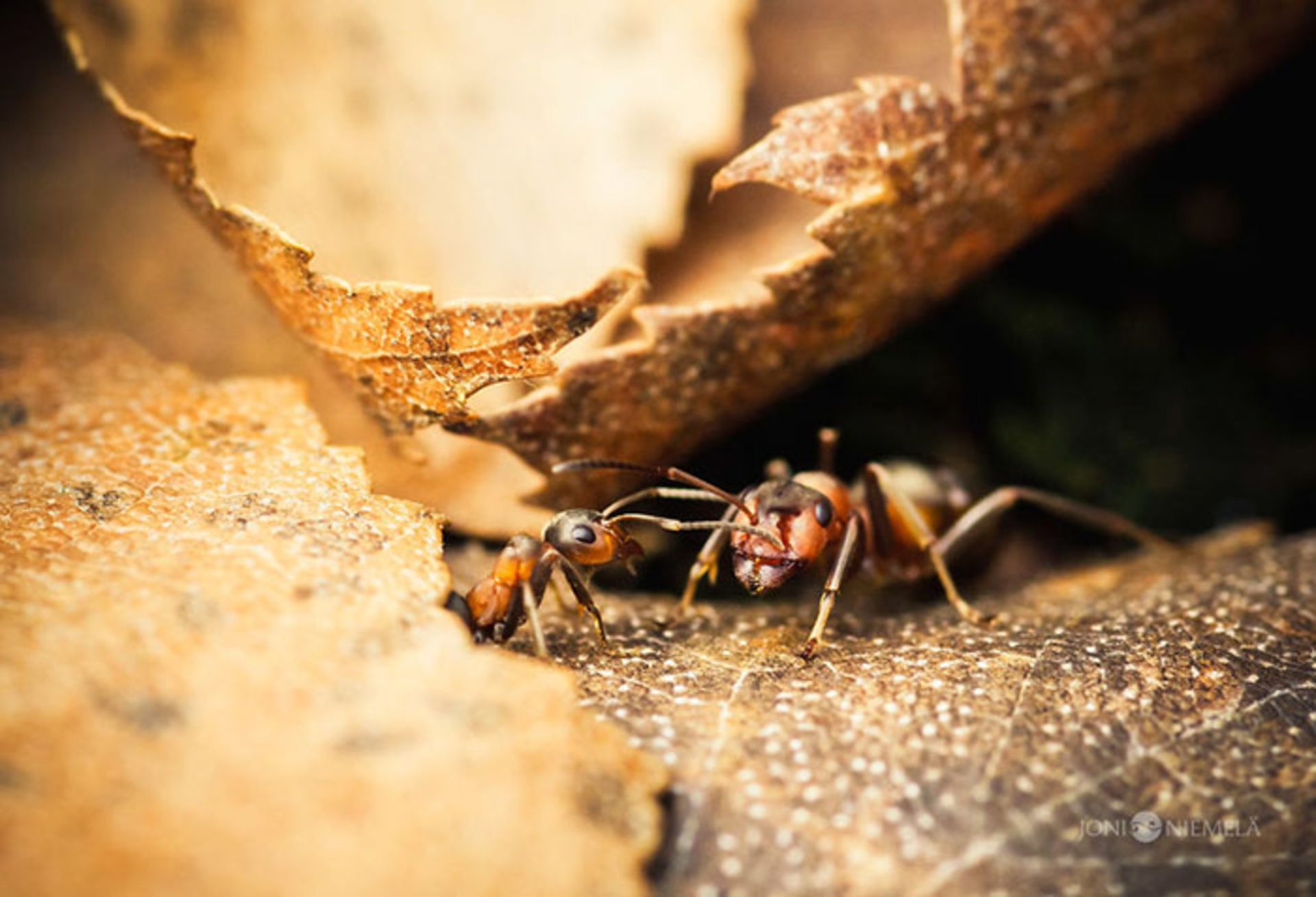 عکاسی از مورچه ها توسط عکاسی خوش ذوق
