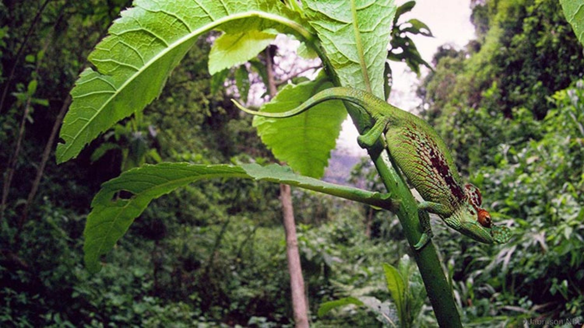 گونه های جانوری