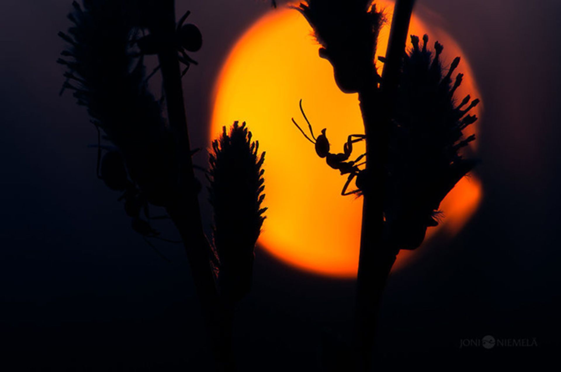 عکاسی از مورچه ها توسط عکاسی خوش ذوق