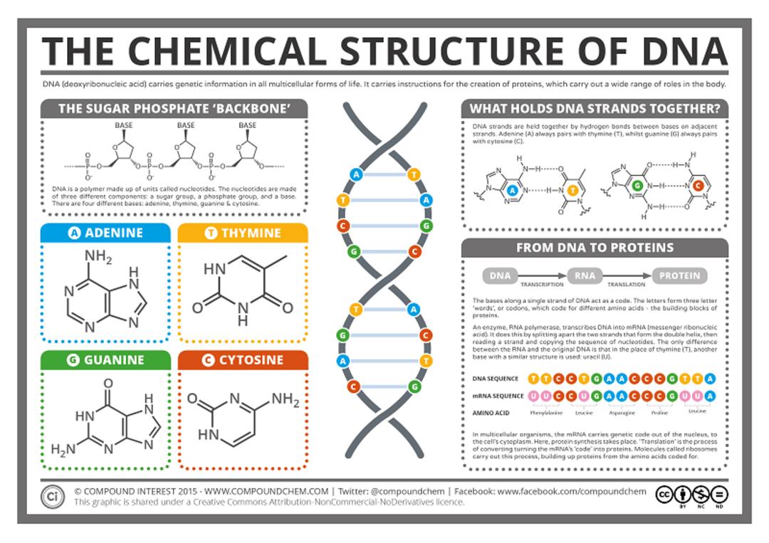 ساختار شیمیایی DNA