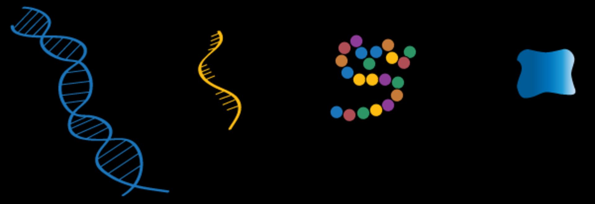 ساختار DNA