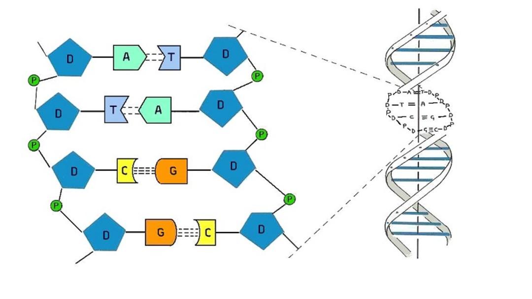 ساختار DNA
