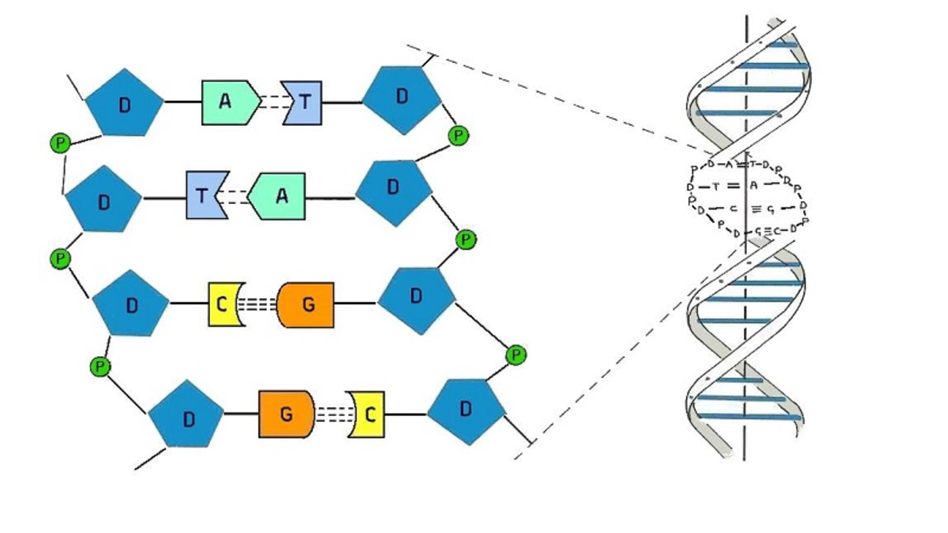 ساختار DNA