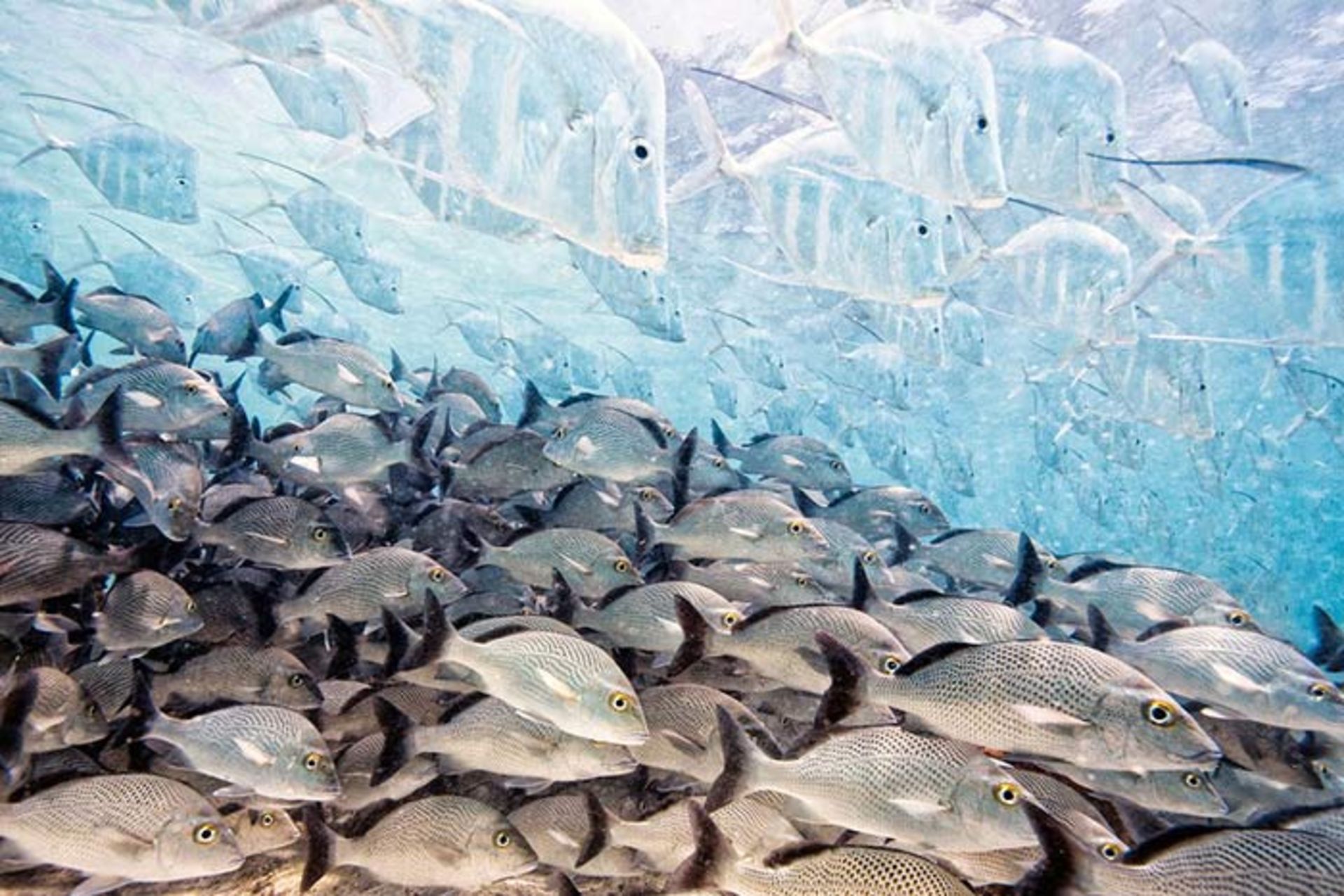 برندگان مسابقه عکاسی حیات وحش 2016