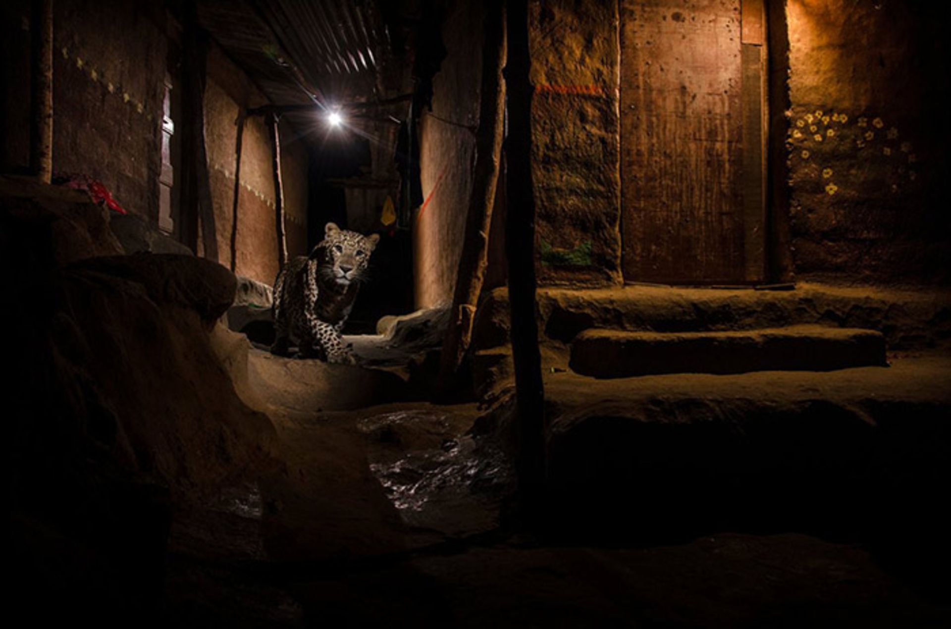 برندگان مسابقه عکاسی حیات وحش 2016