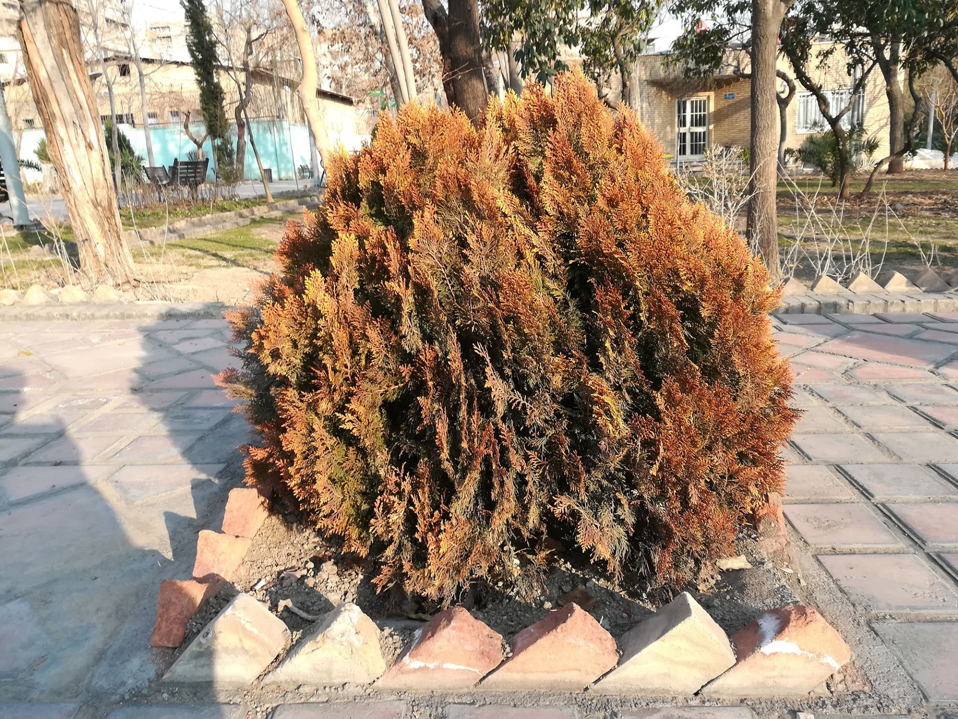 نمونه‌ تصاویر ثبت شده با آنر 6 ایکس هواوی