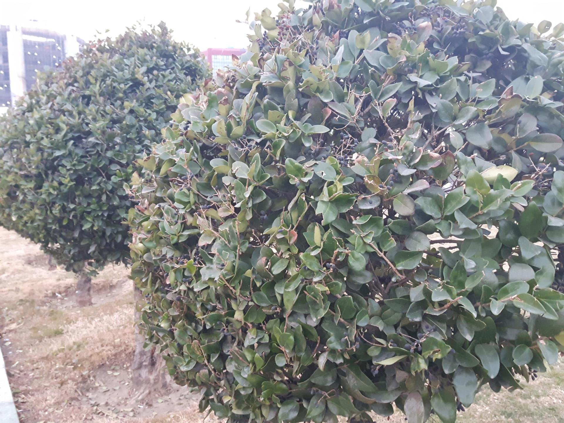 نمونه عکس گلکسی ای 8 2016