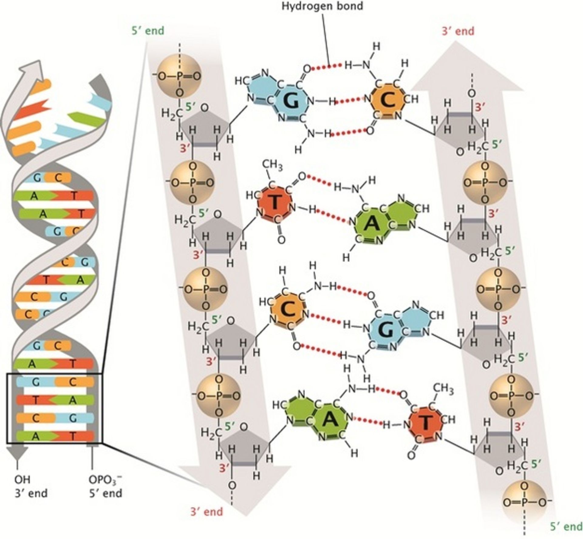 ساختار DNA