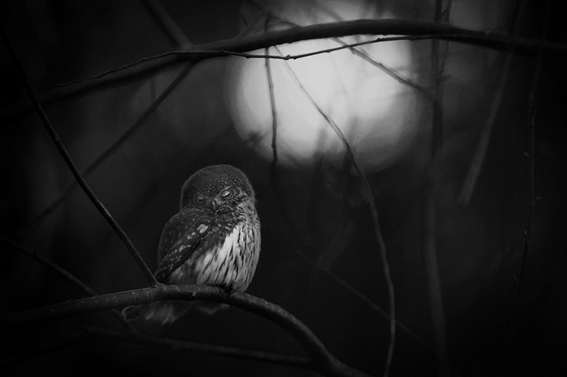 برندگان مسابقه عکاسی حیات وحش 2016