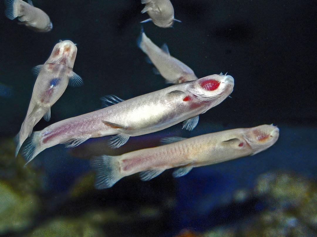 غار ماهی / Cave fish