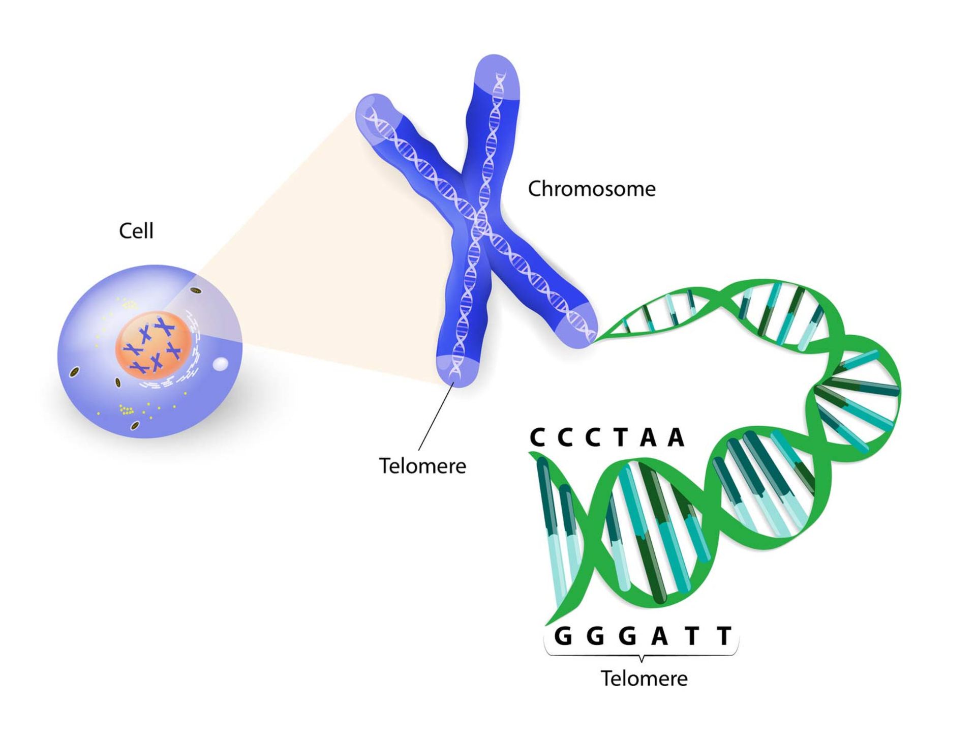 مرجع متخصصين ايران تلومر / telomere