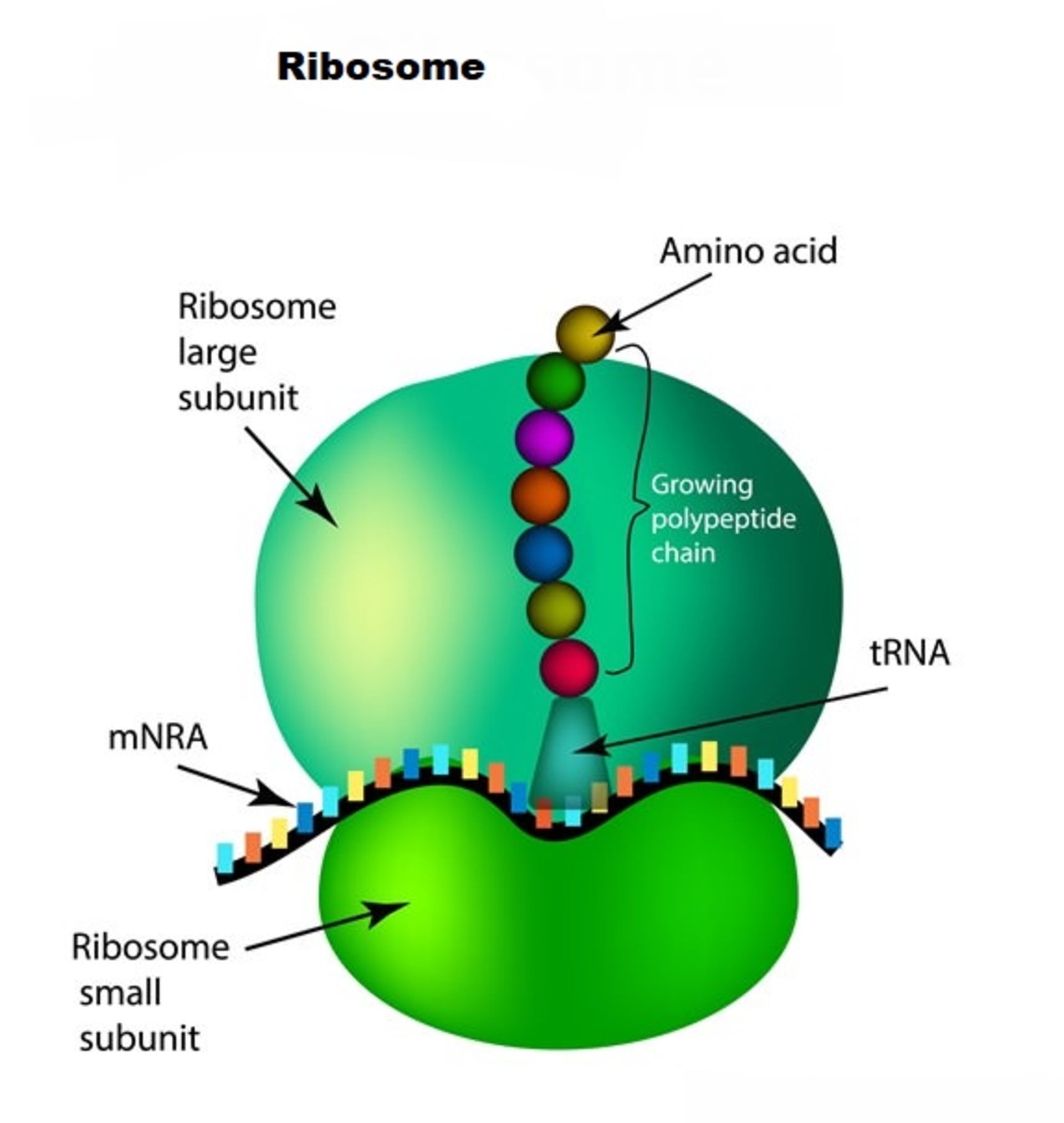 ریبوزوم / ribosome