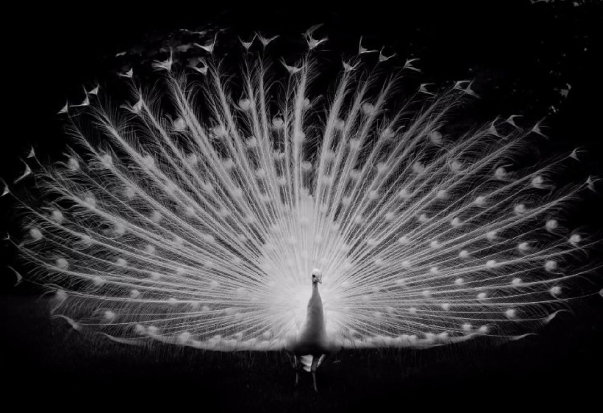 تصاویر زیبای سیاه و سفید