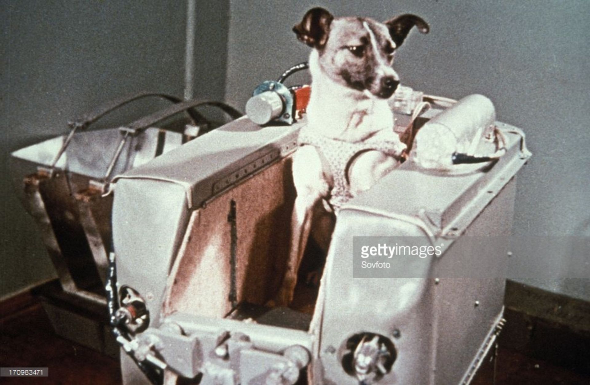 لایکا سگ فضانورد