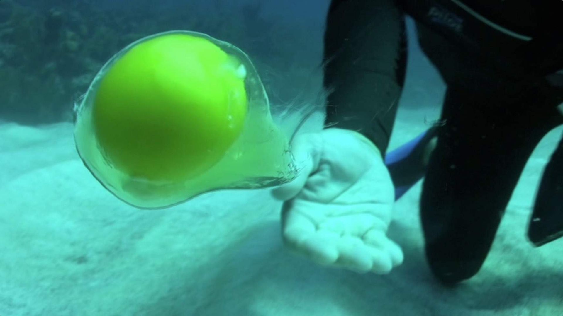 تخم مرغ در زیر دریا به شکل یک عروس دریایی درمی‌آید