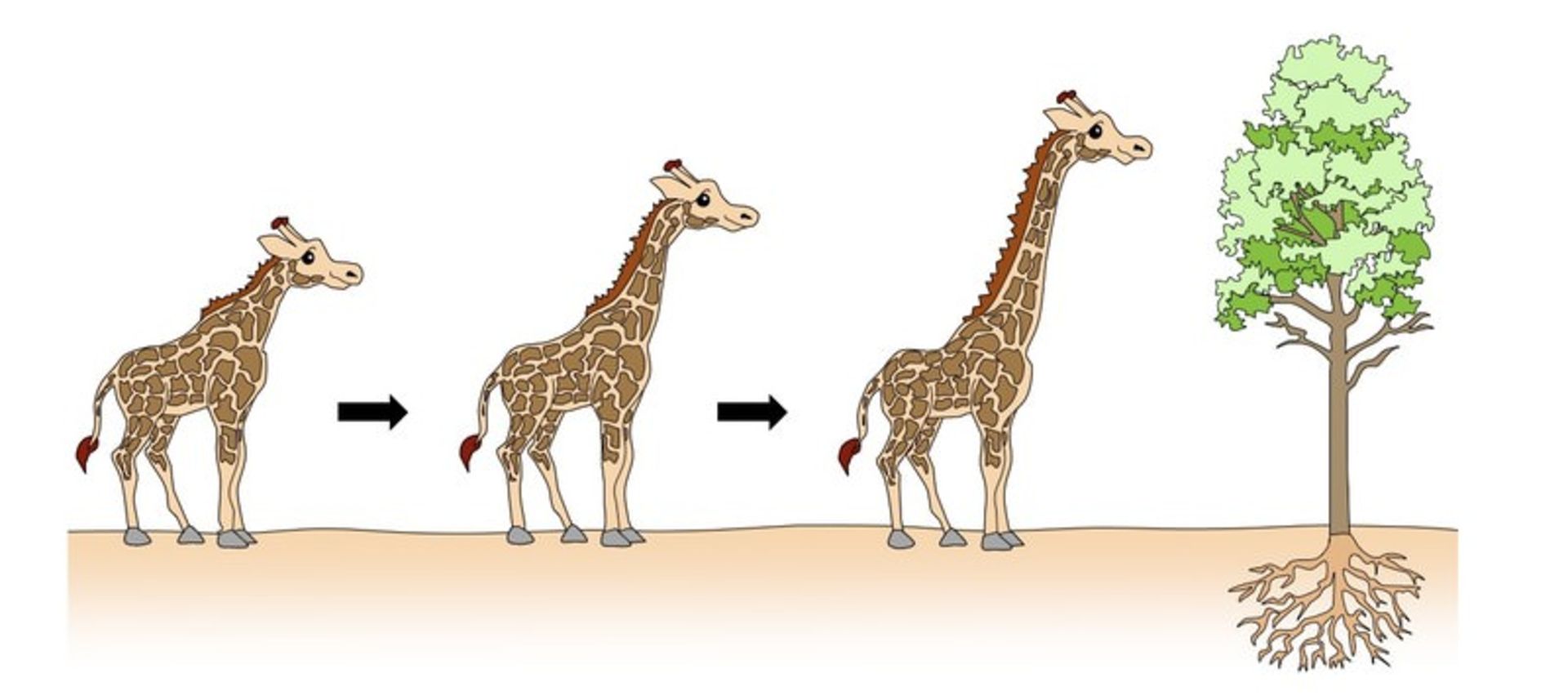 تکامل گردن زرافه ها / Giraffe neck evolution