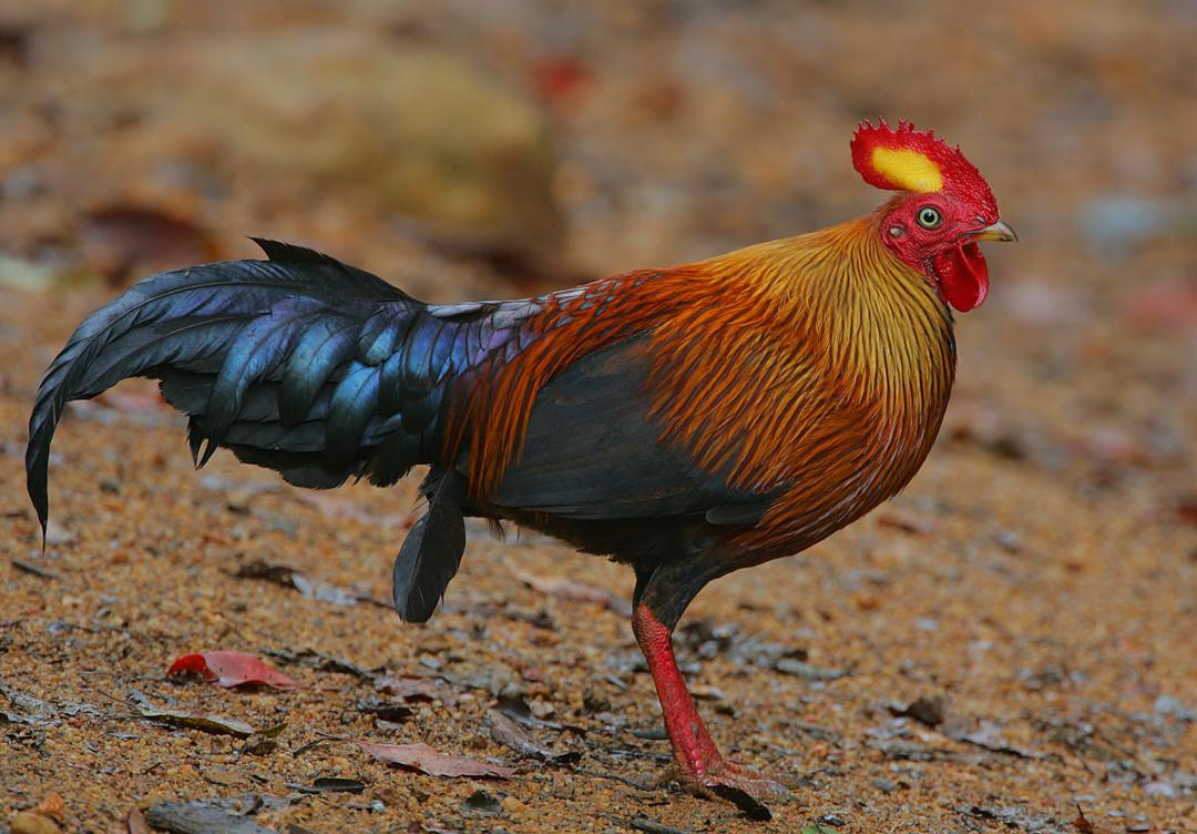 اهلی کردن مرغ جنگلی / domesticating Forest Chicken