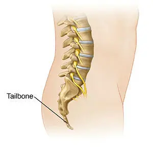 دنبالچه / Coccyx