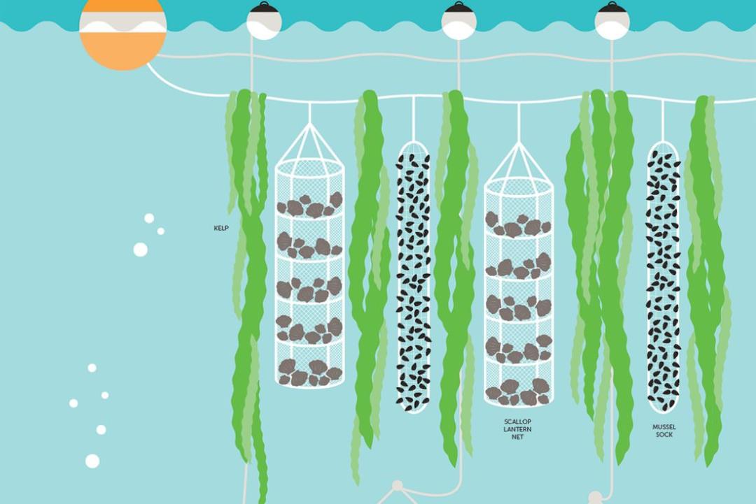 GreenWave 3D Ocean Farm