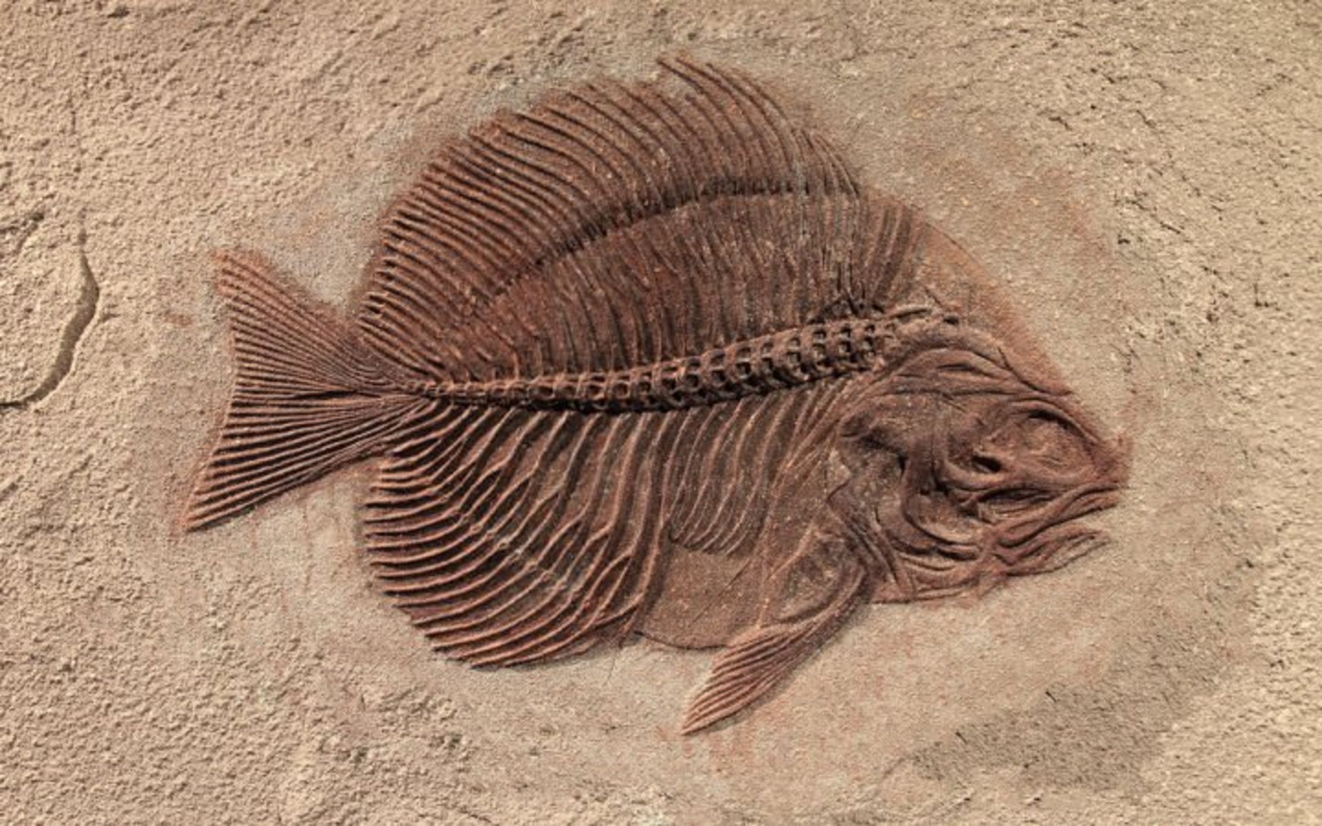 فسیل / fossil