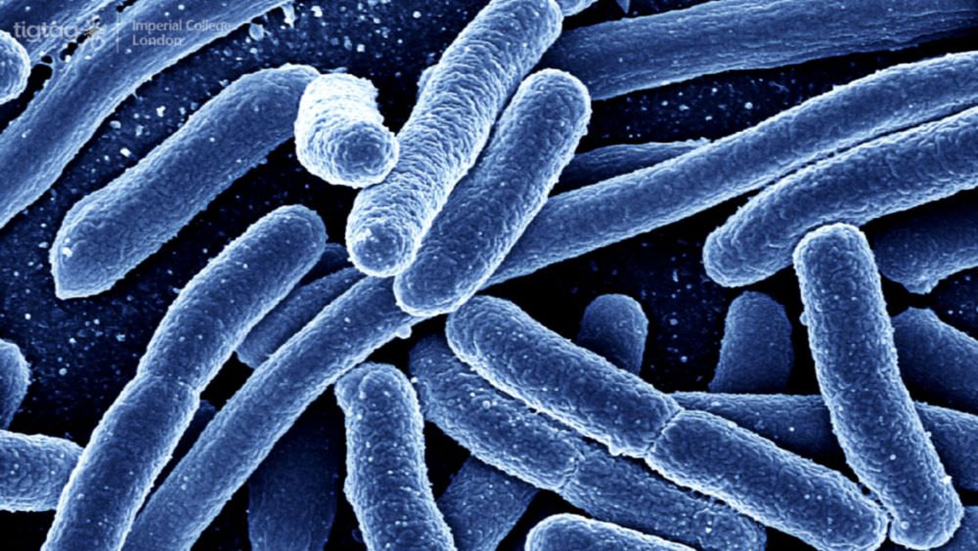اشریشاکلی / Escherichia coli