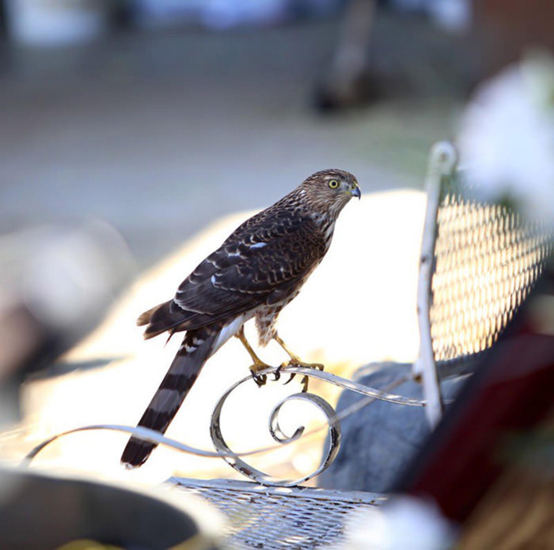 نمونه تصاویر گرفته شده با لنز کانن 200mm f1.8