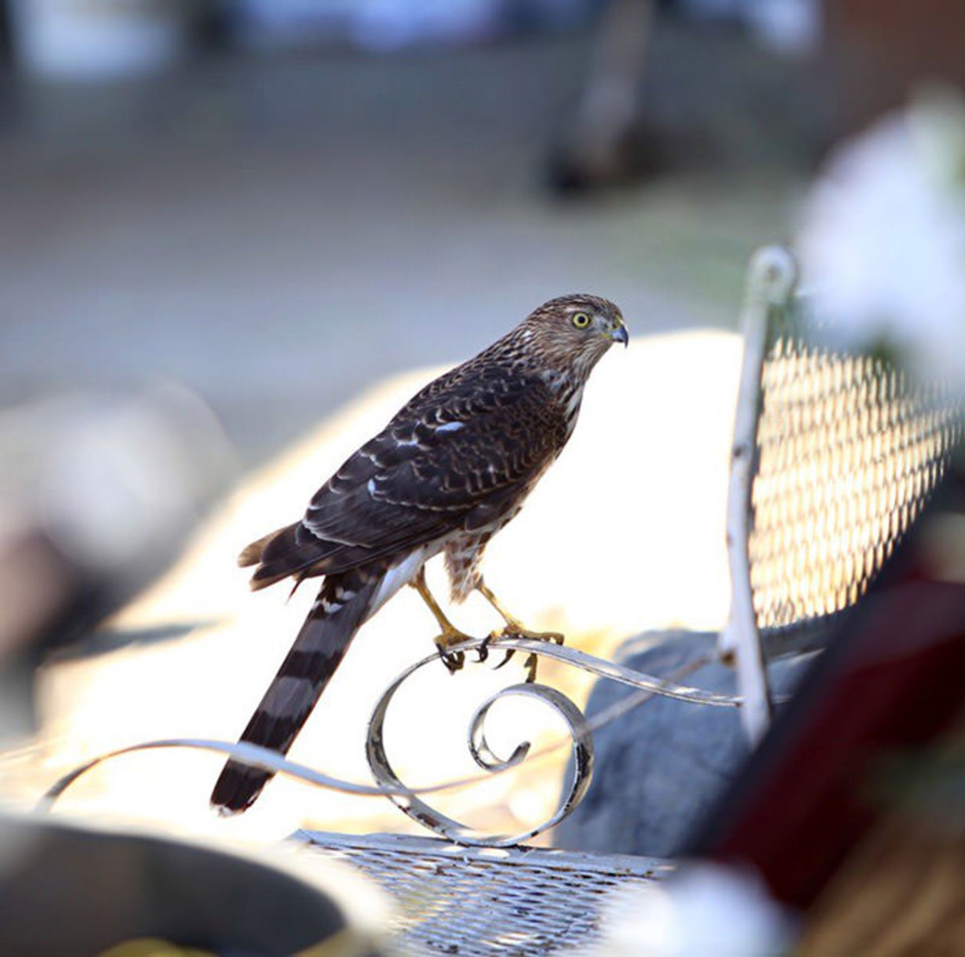 نمونه تصاویر گرفته شده با لنز کانن 200mm f1.8