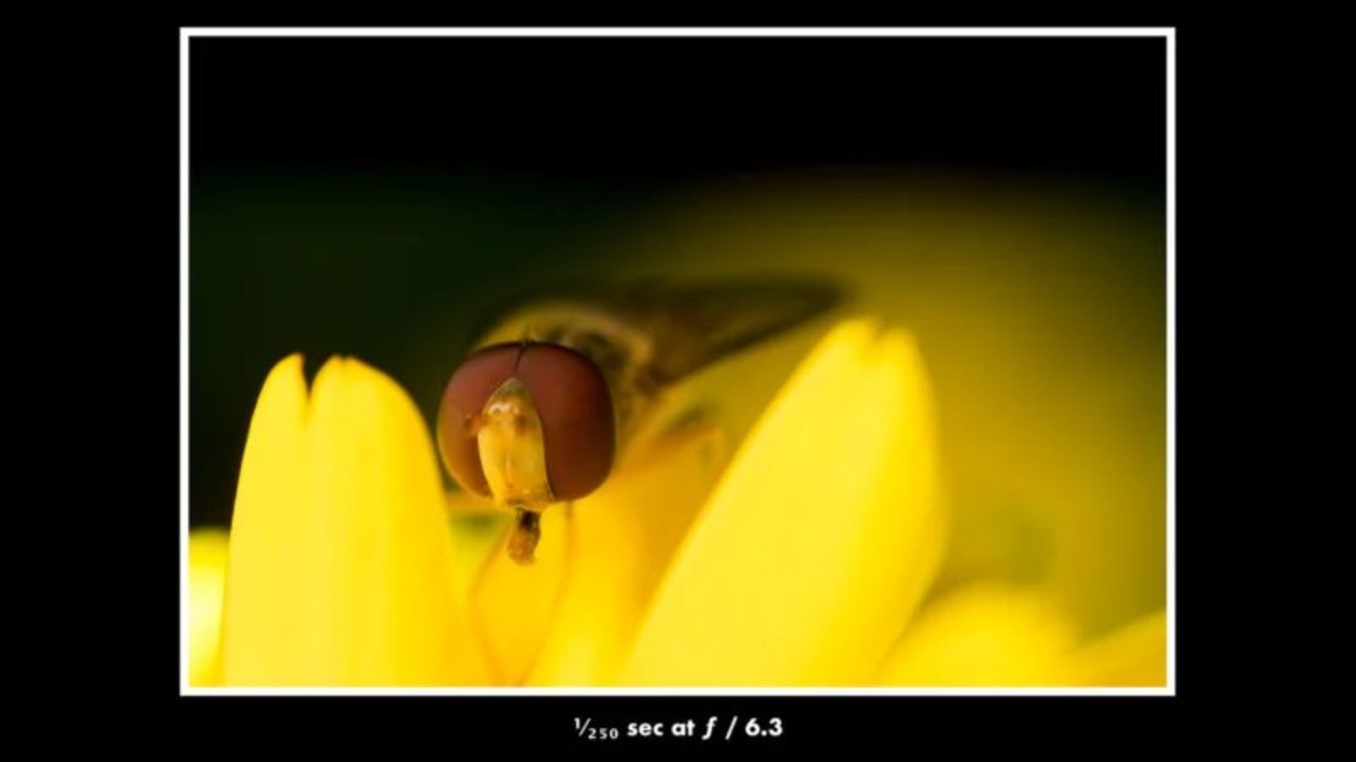 عکاسی ماکرو