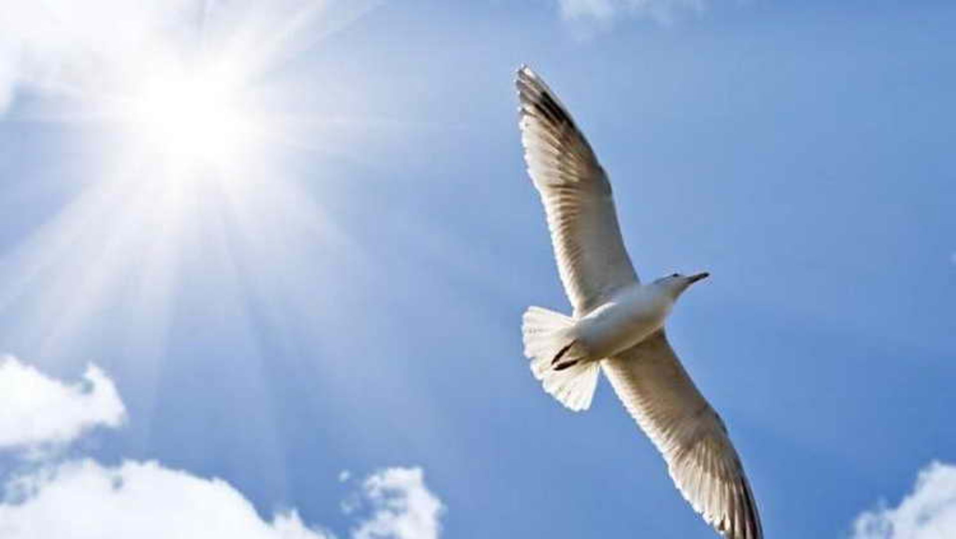 Tough-Minded Optimist