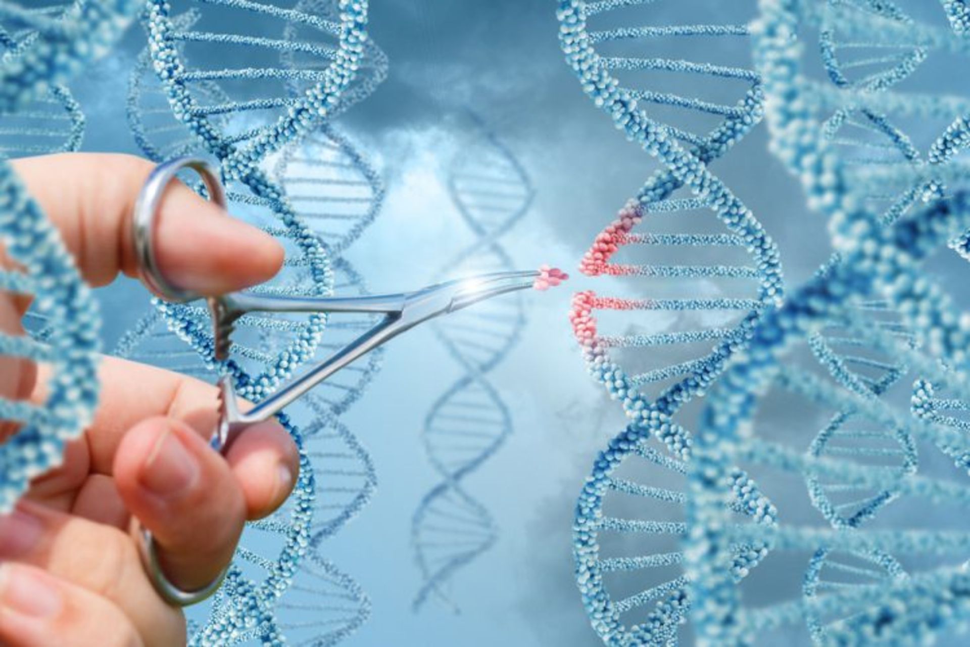 برش DNA