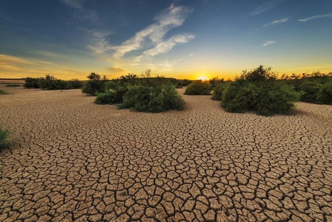 گلوگاه گایانی
