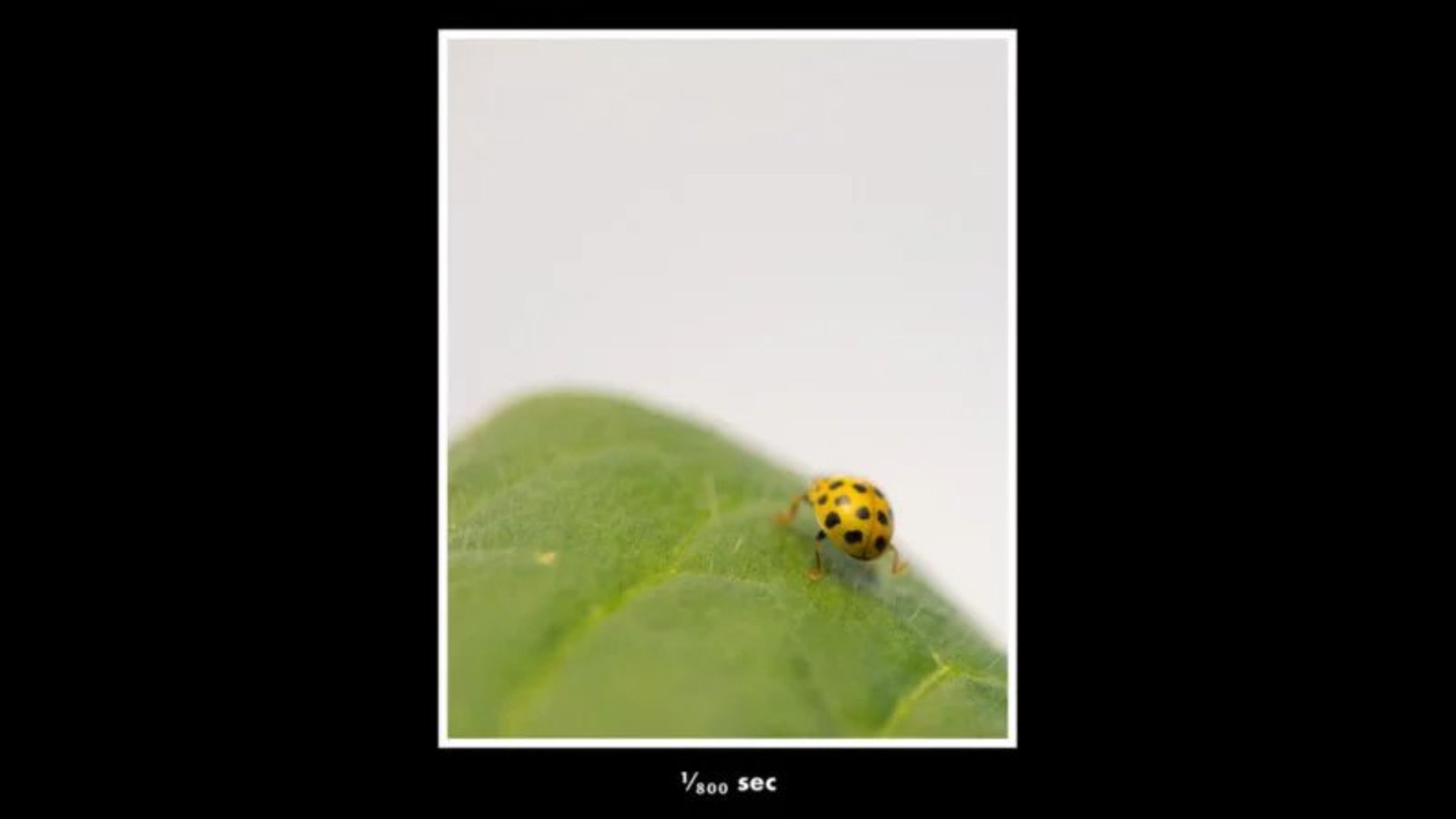 عکاسی ماکرو