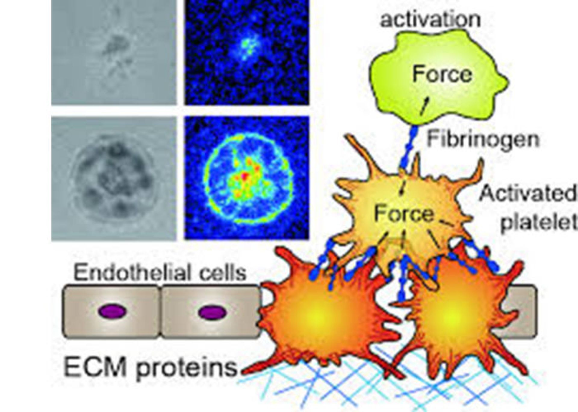 اندازه گیری نیروهای سلولی