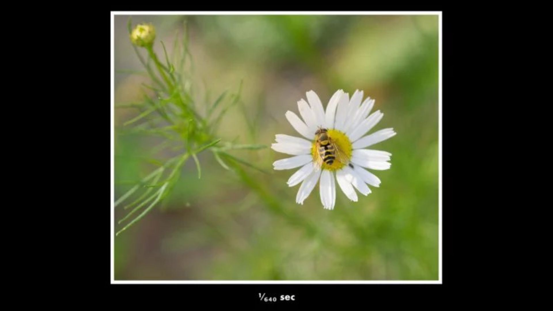 عکاسی ماکرو