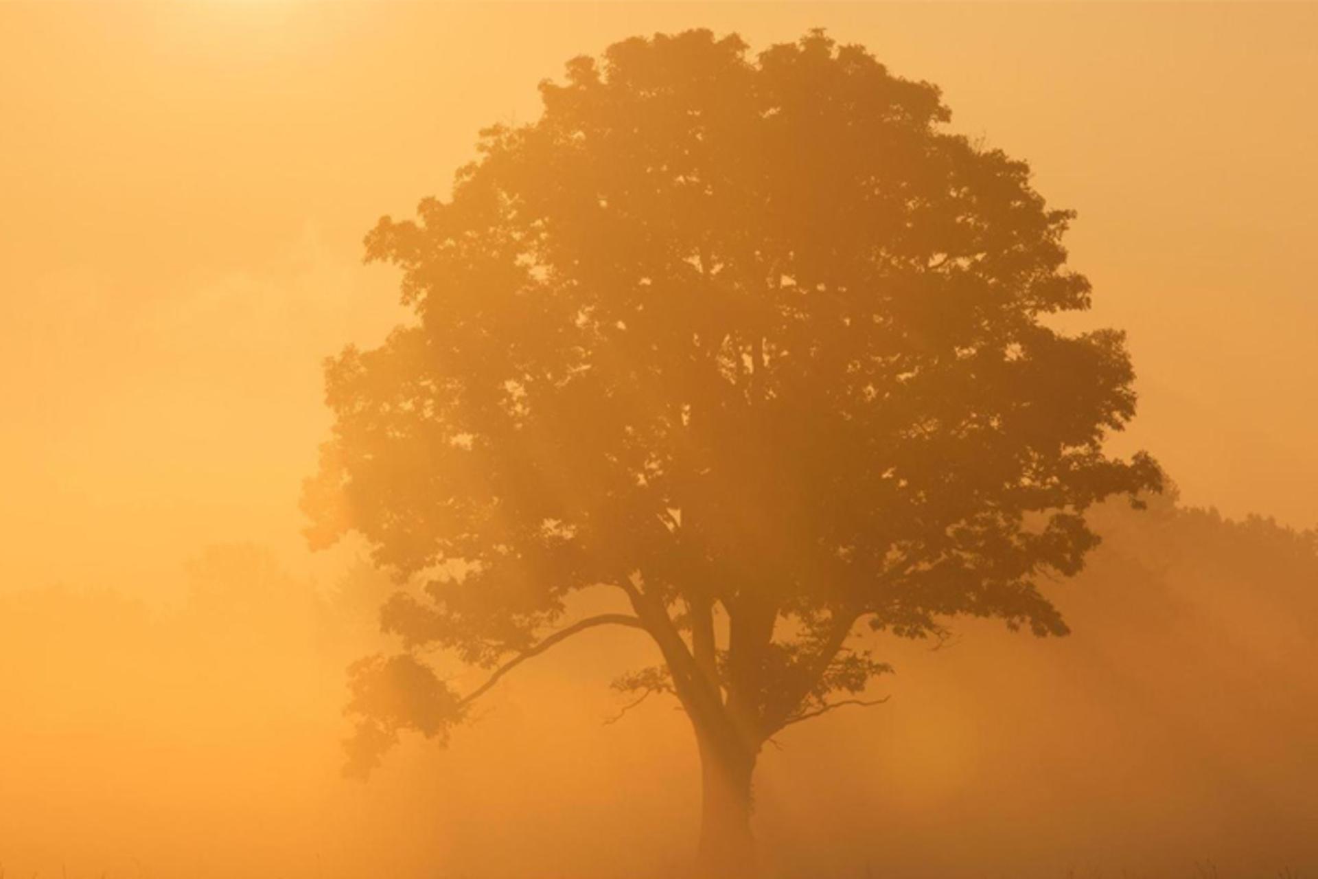 tree