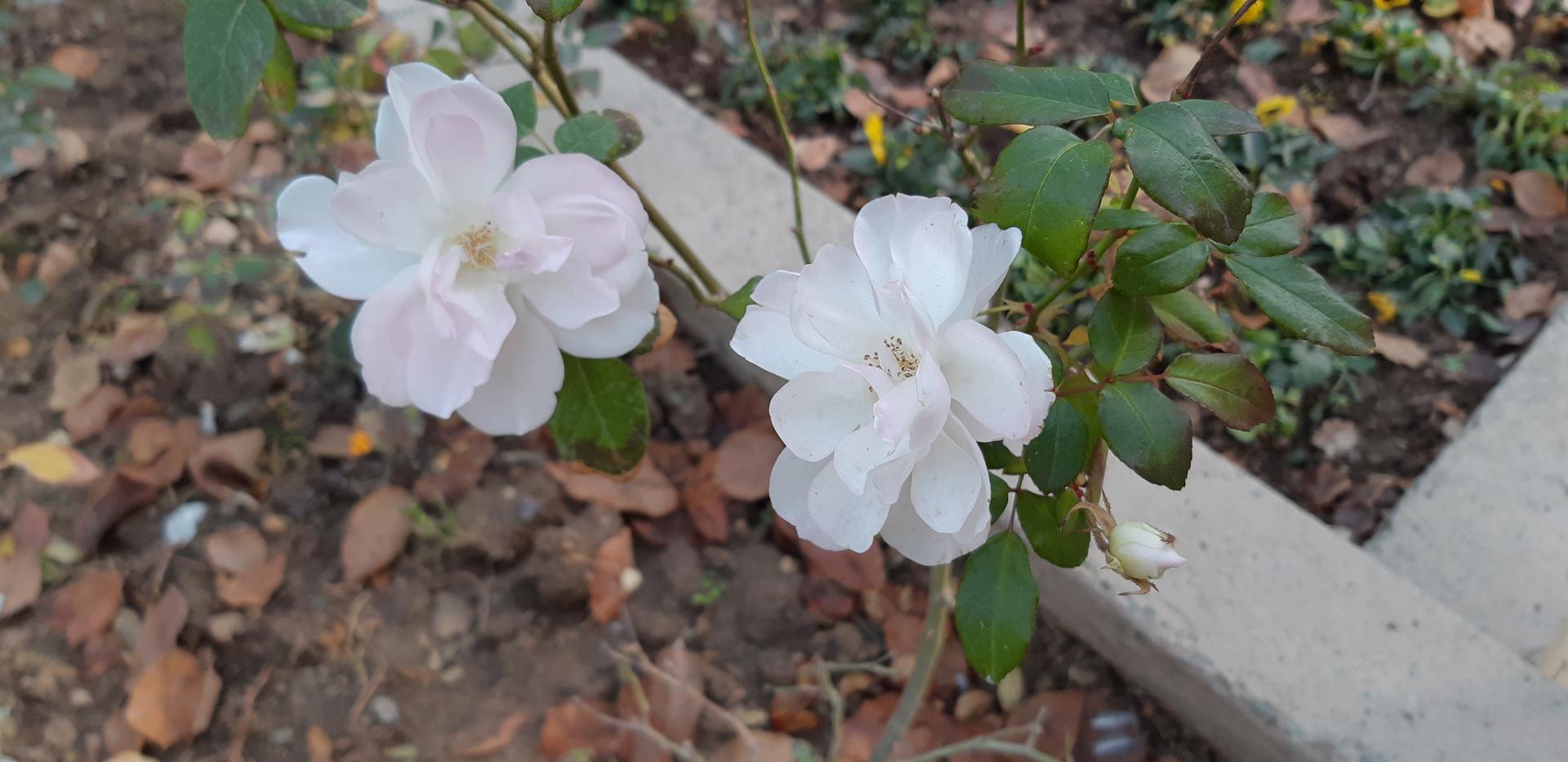 نمونه تصاویر گلکسی ای ۸