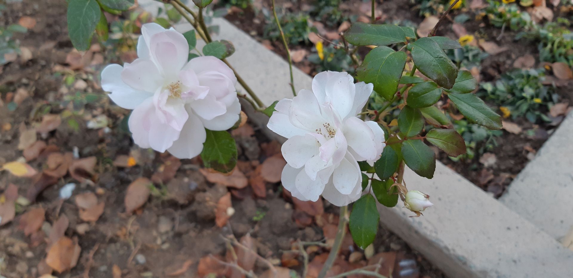 نمونه تصاویر گلکسی ای ۸