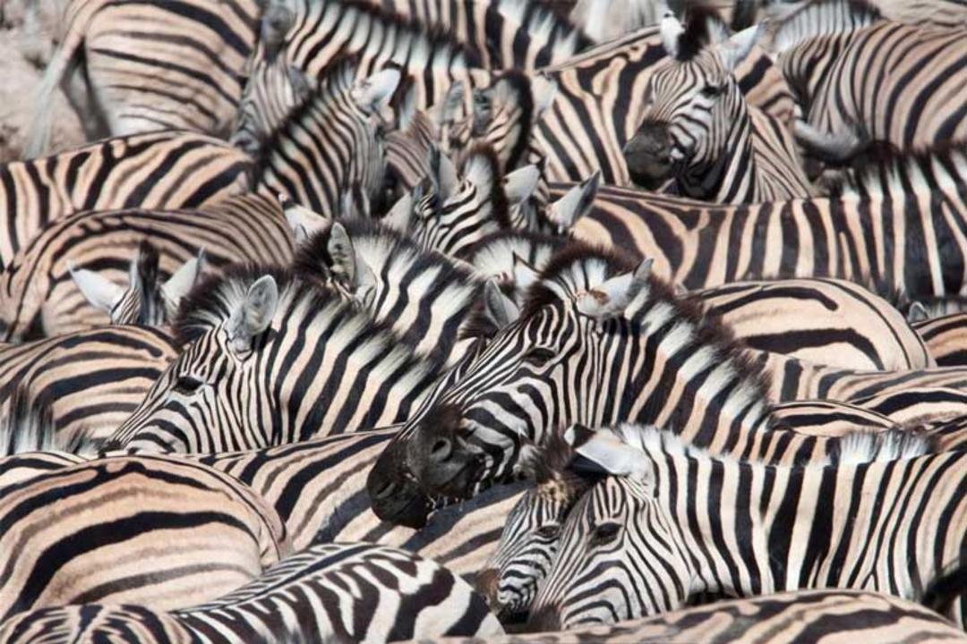 zebra