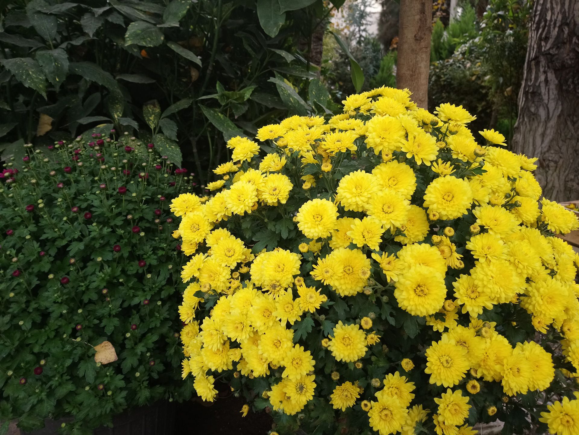 نمونه تصویر اکسپریا ایکس ای وان پلاس