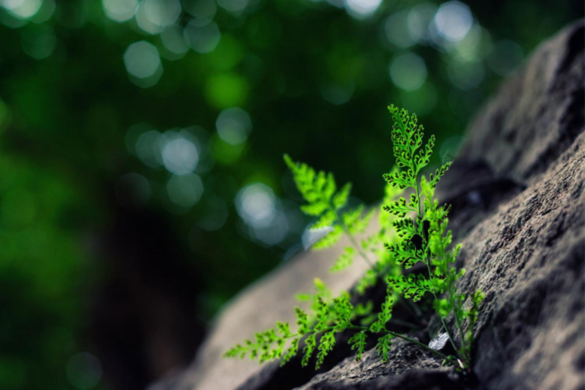 plant