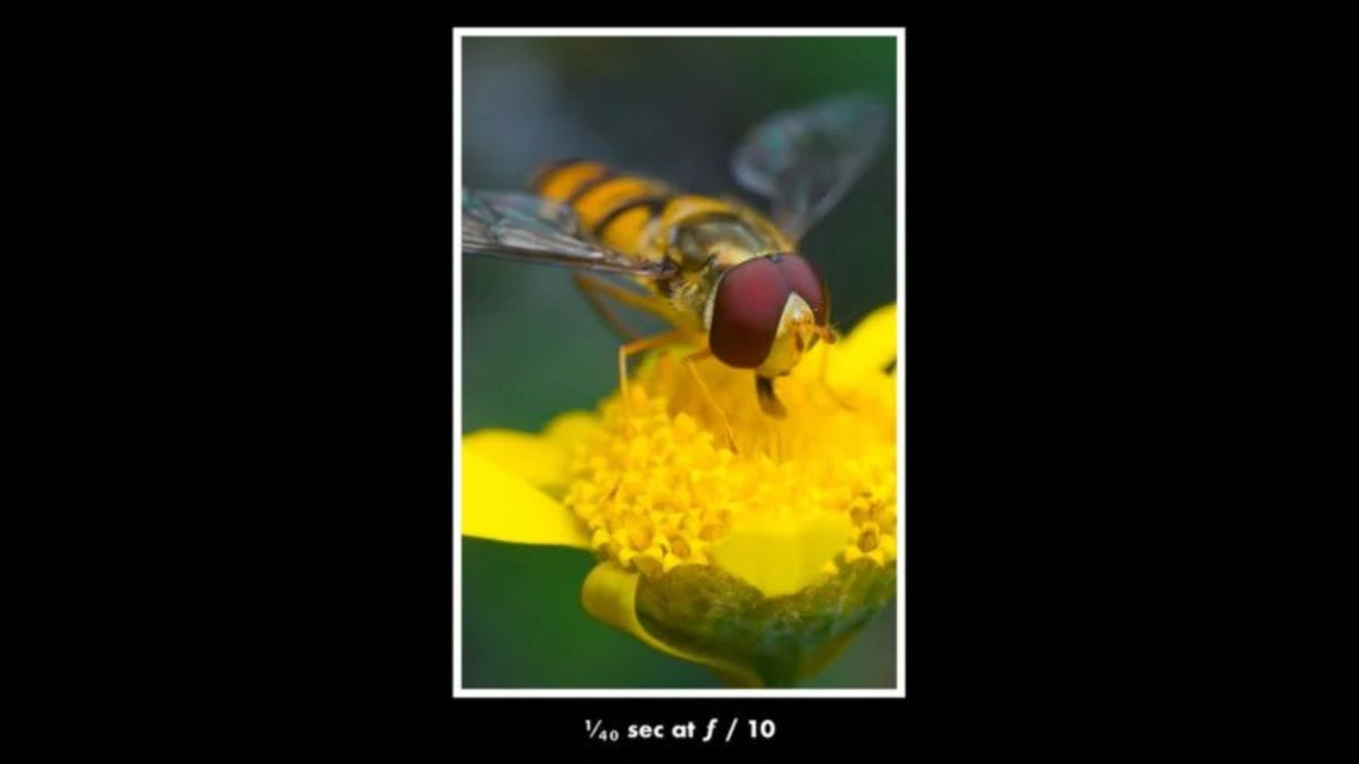 عکاسی ماکرو