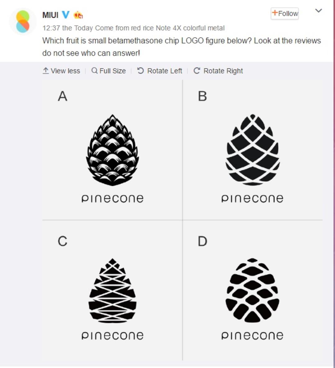pinecone