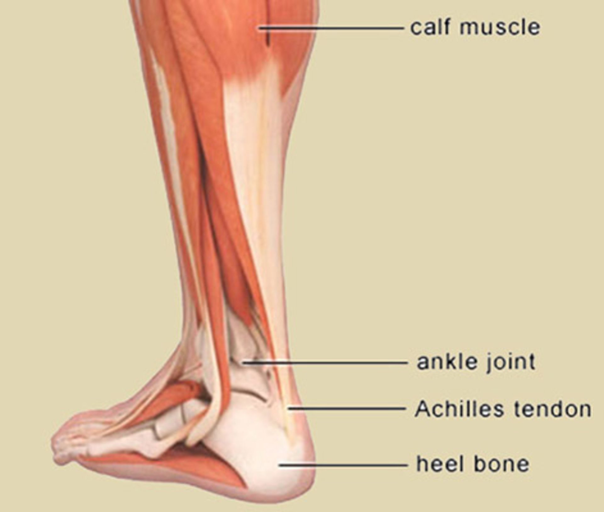 achilles tendon