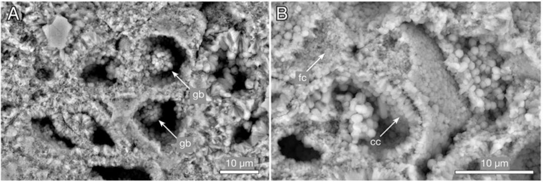 Ramathallus algae