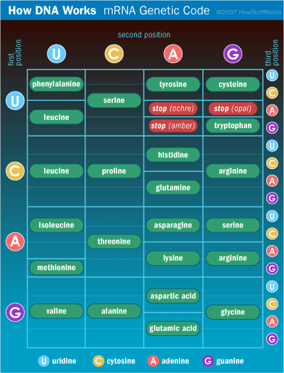 جدول کدگذاری mRNA