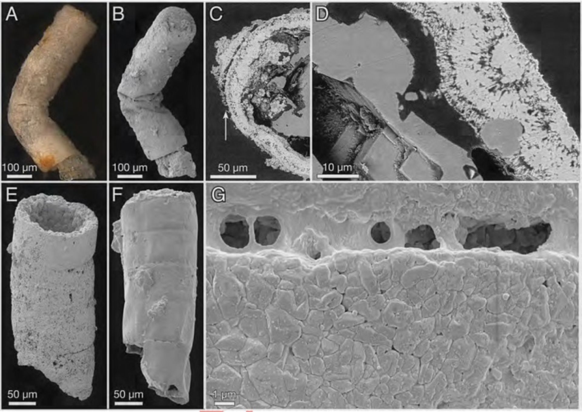 Rafatazmia Red Algae