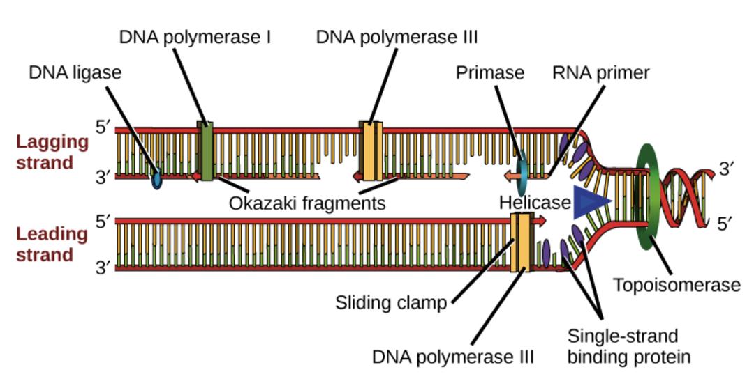 همانندسازی DNA قبل از تکثیر