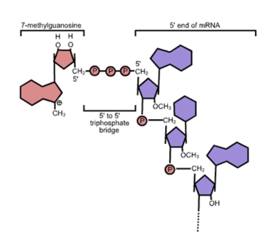 ساختار mRNA