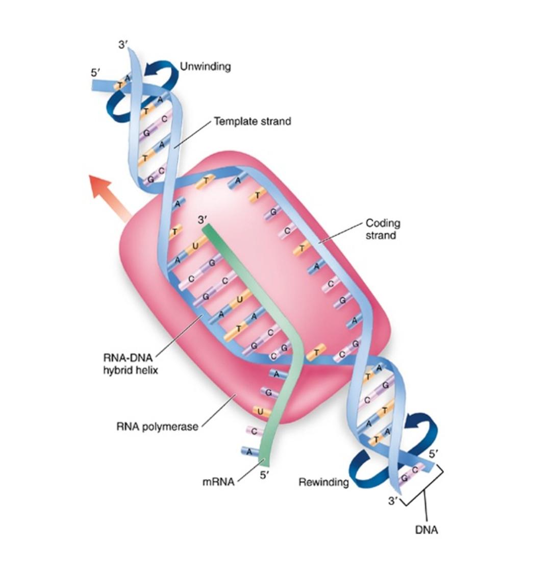 DNA RNA